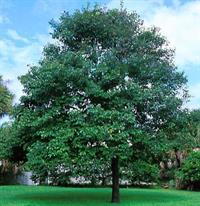 Persimmon_American_Horticopia